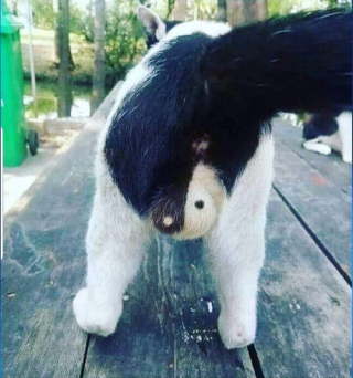 猫のωの画像を貼るトピ