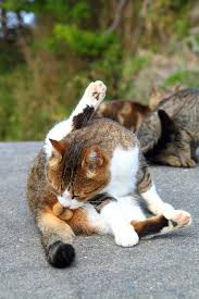 猫のωの画像を貼るトピ