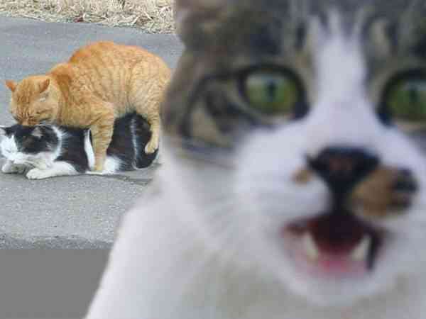 猫のωの画像を貼るトピ