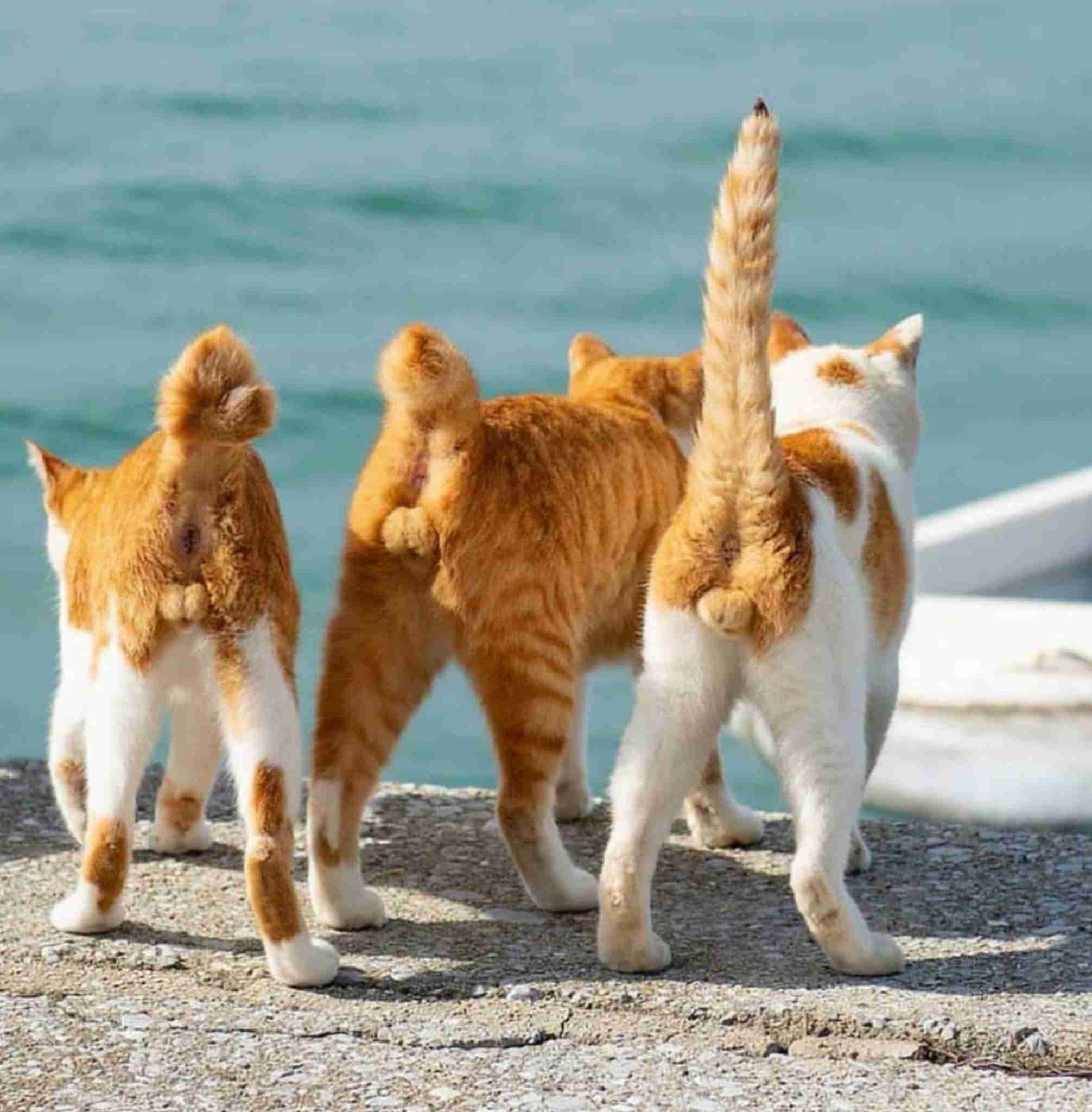 猫のωの画像を貼るトピ