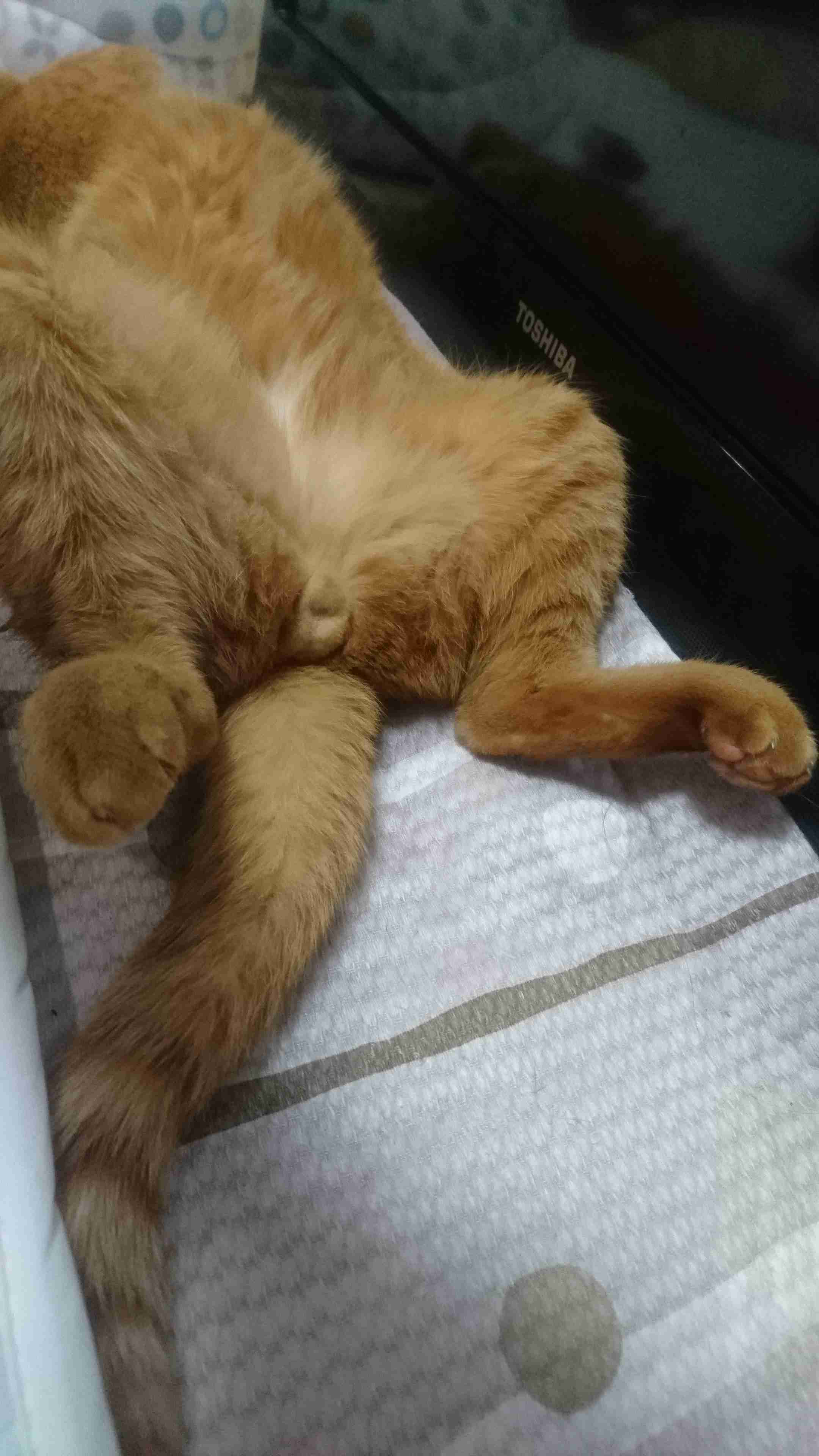 猫のωの画像を貼るトピ