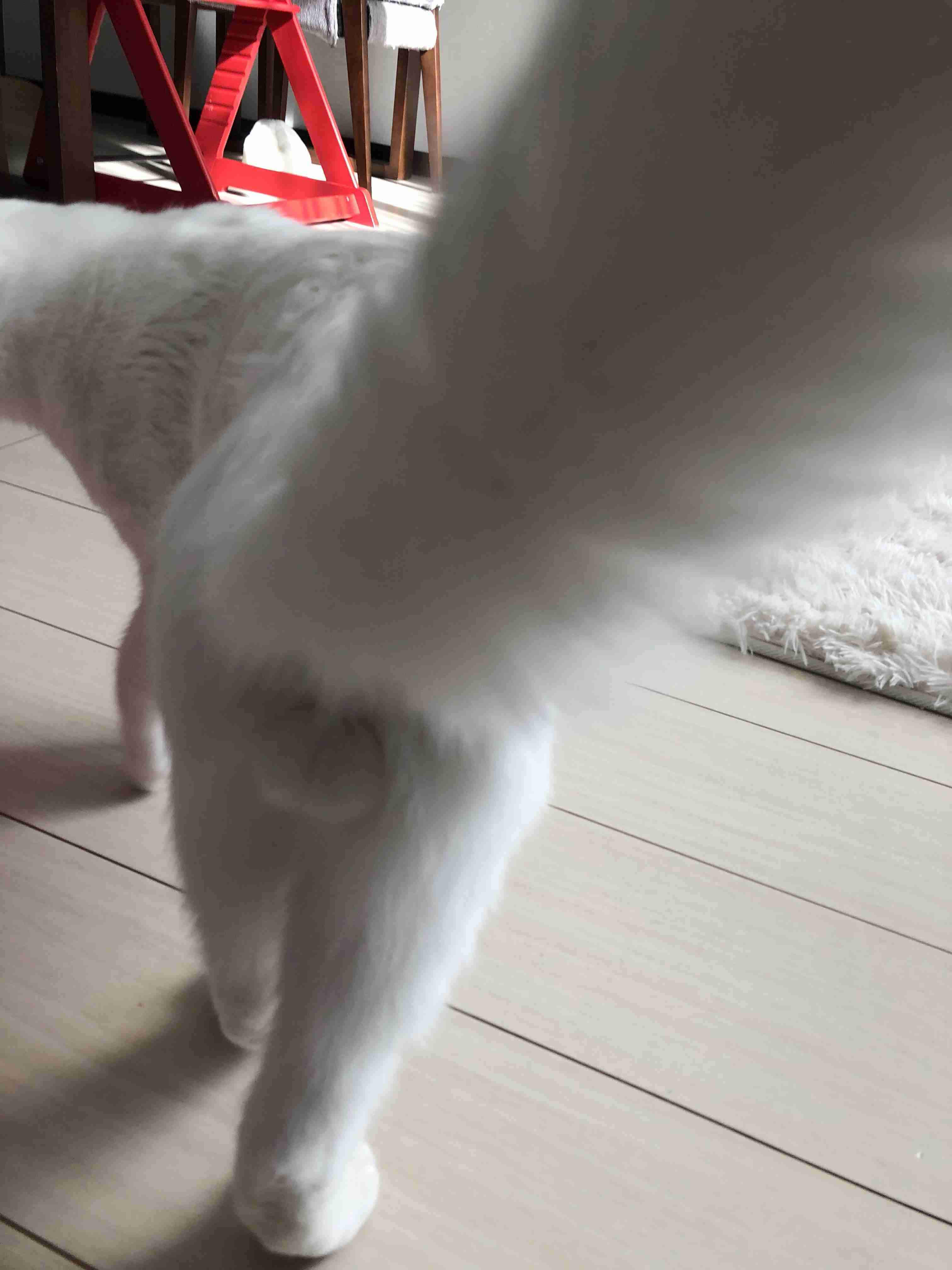 猫のωの画像を貼るトピ