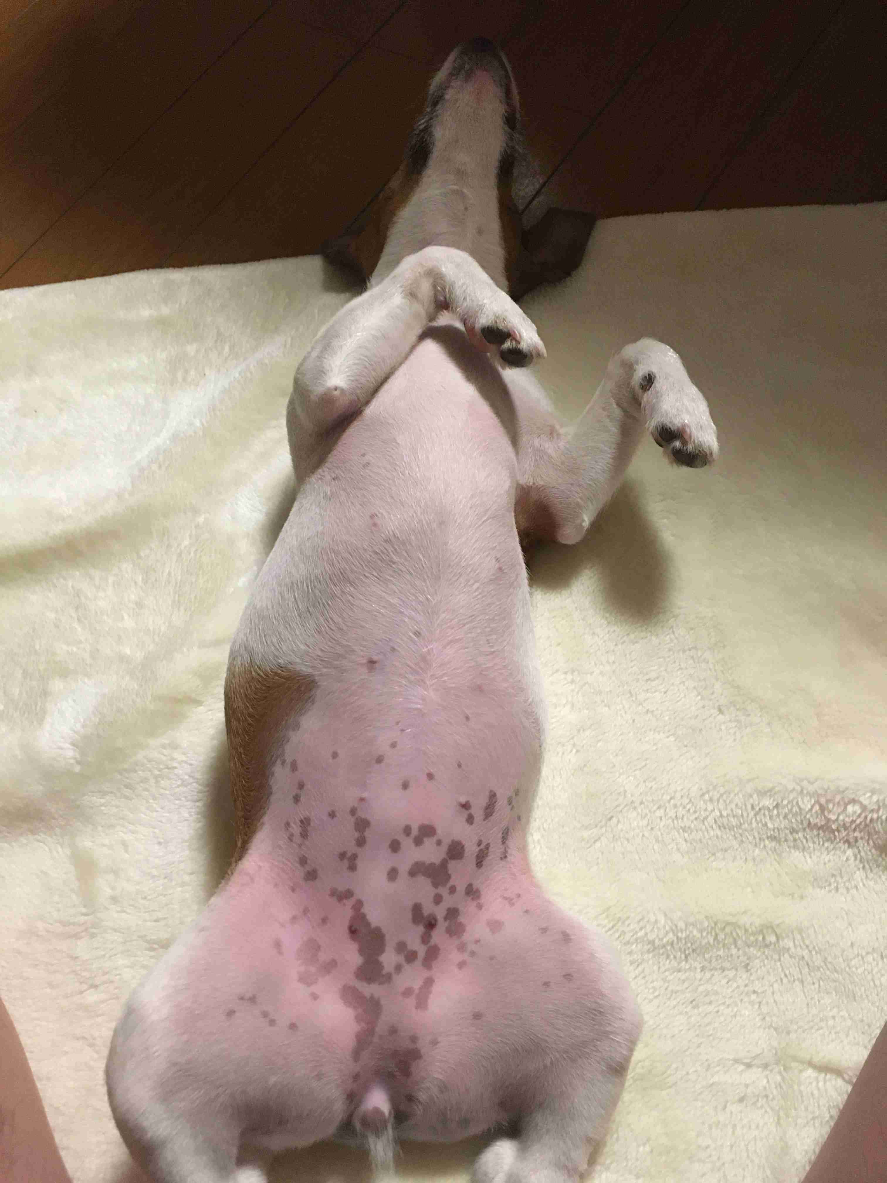 動物~写真へたくそ選手権~part2