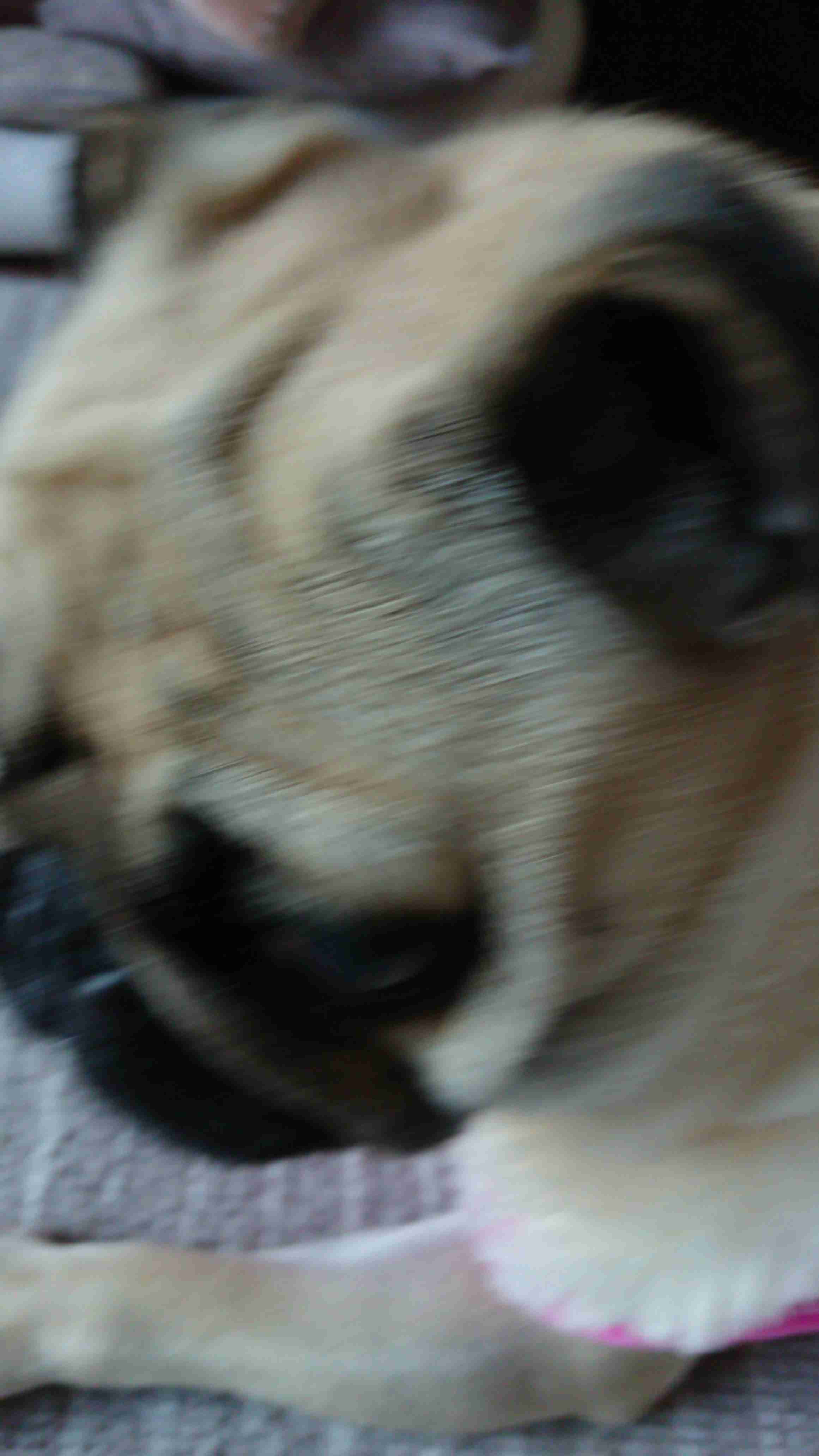 動物~写真へたくそ選手権~part2