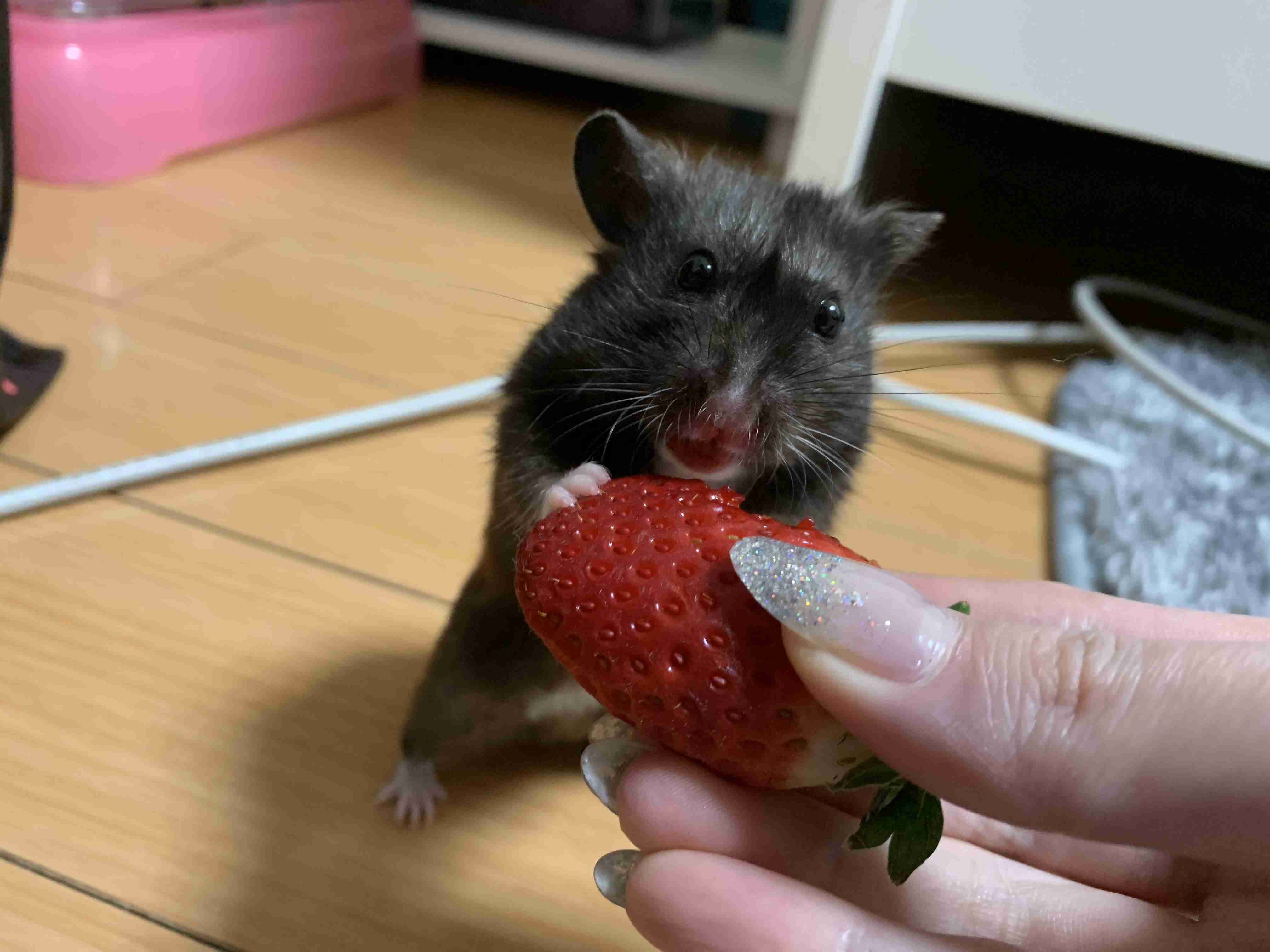 ハムスターが可愛すぎる