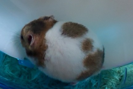 ハムスターが可愛すぎる