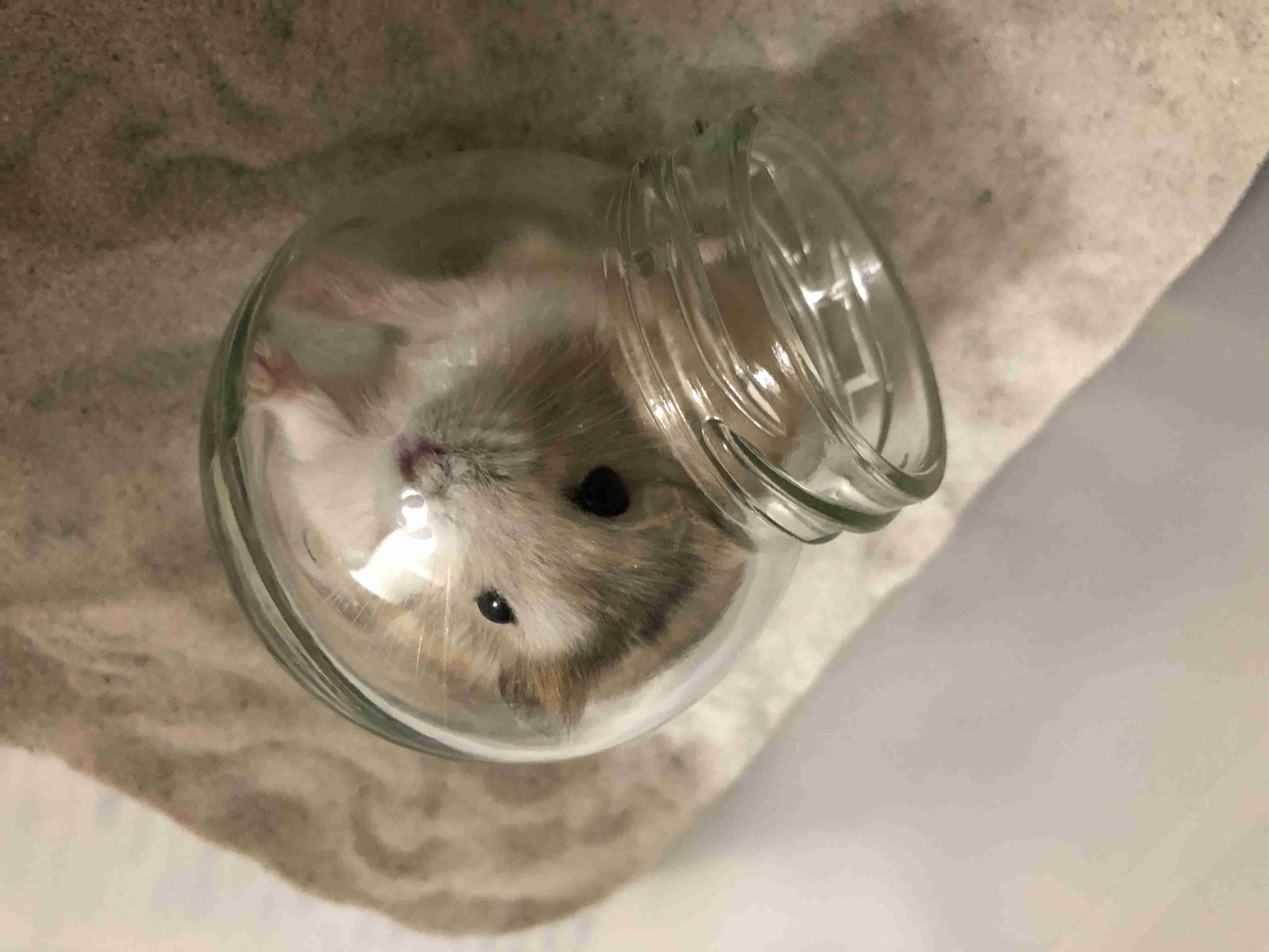ハムスターが可愛すぎる