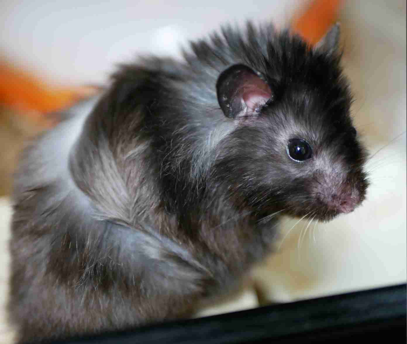 ハムスターが可愛すぎる
