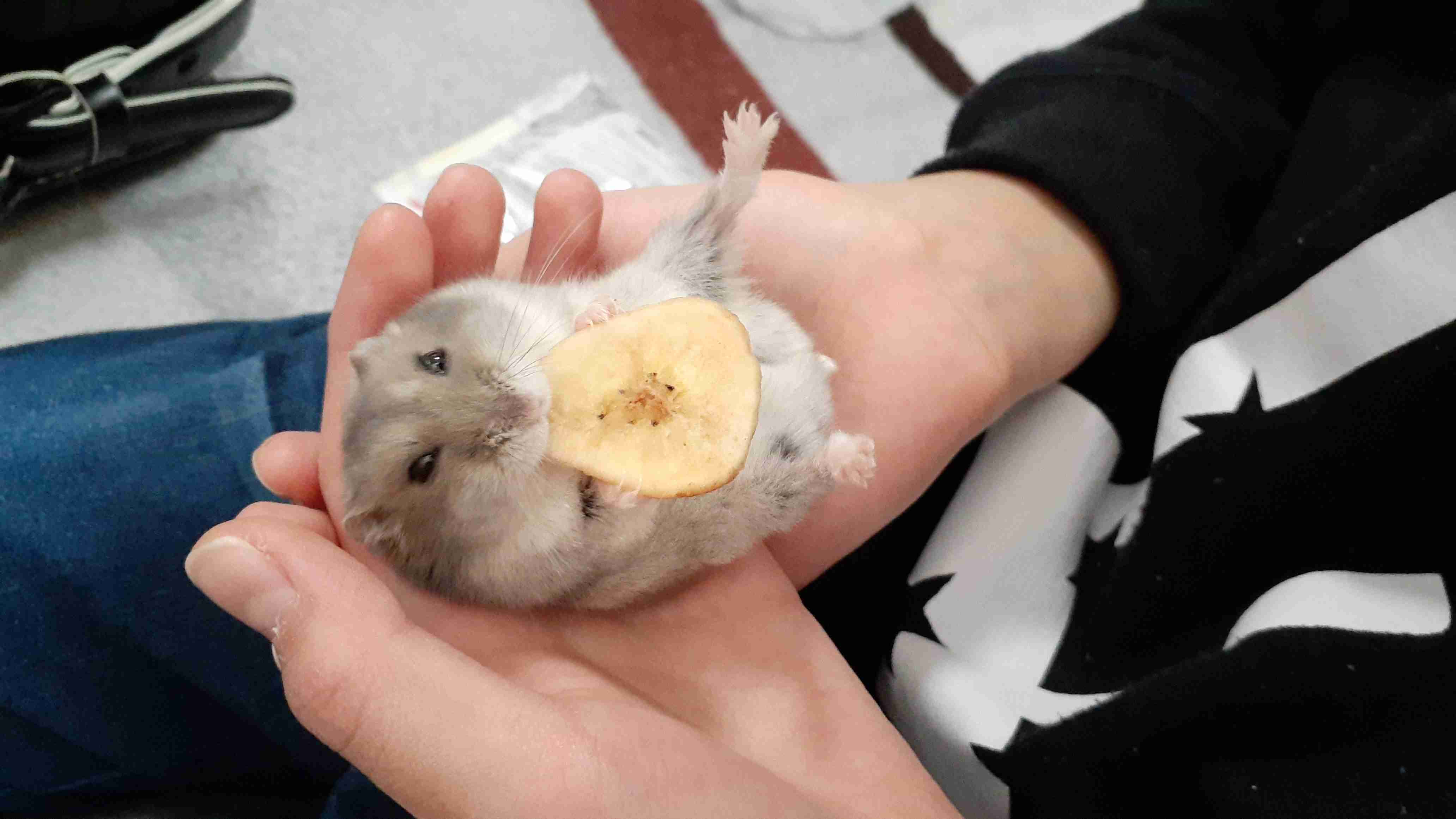 ハムスターが可愛すぎる