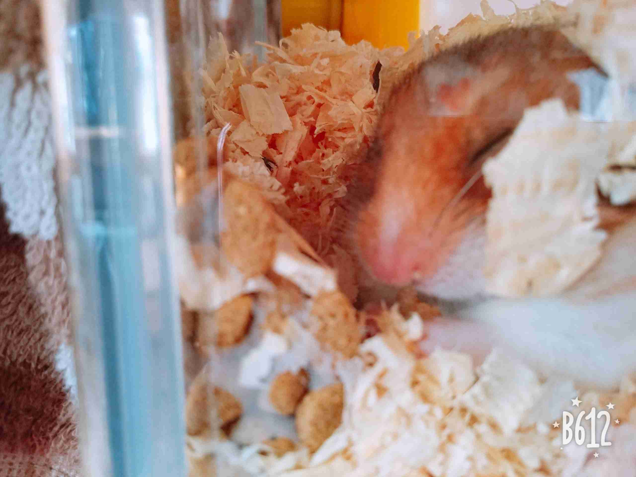 ハムスターが可愛すぎる