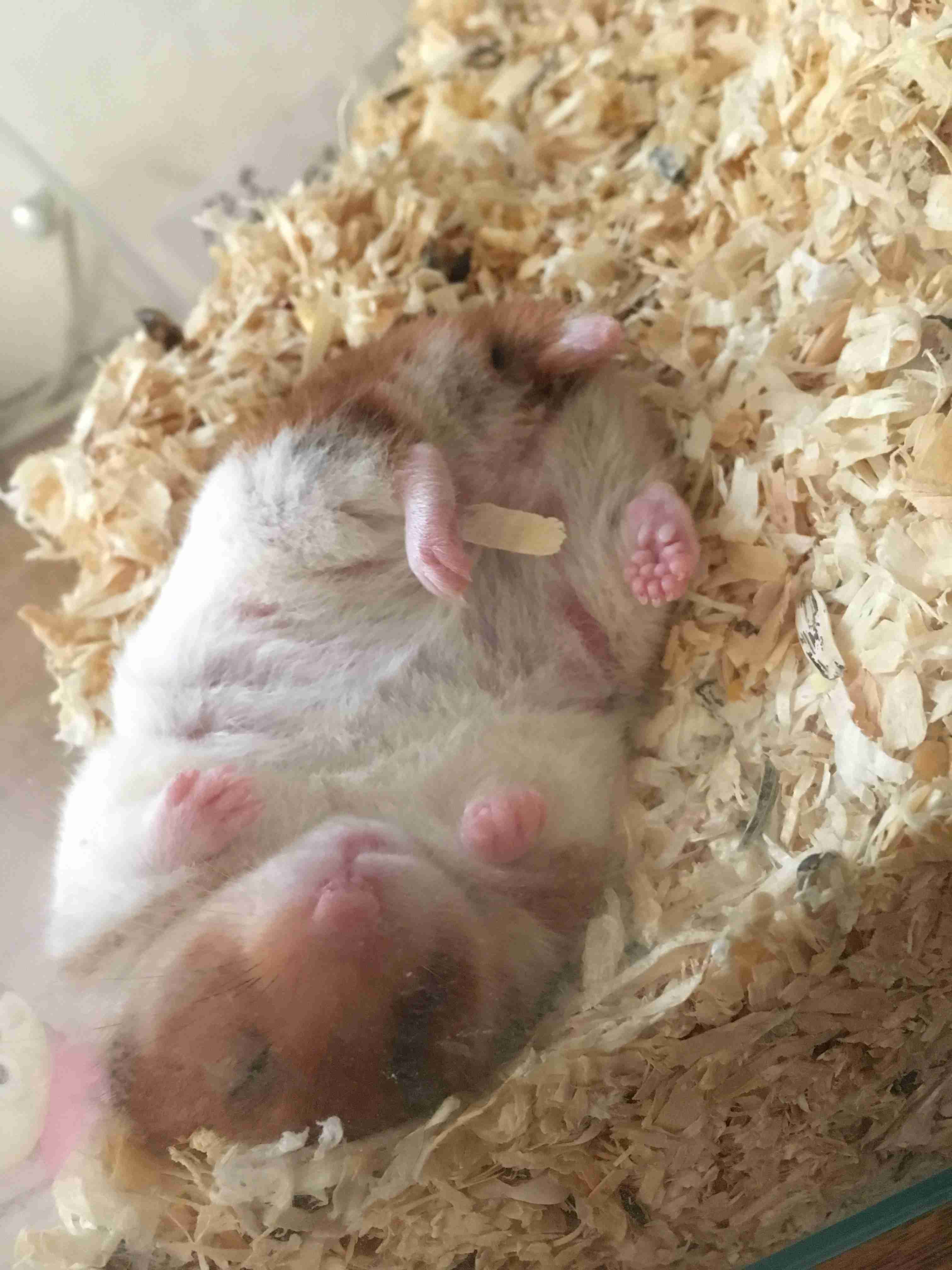 ハムスターが可愛すぎる