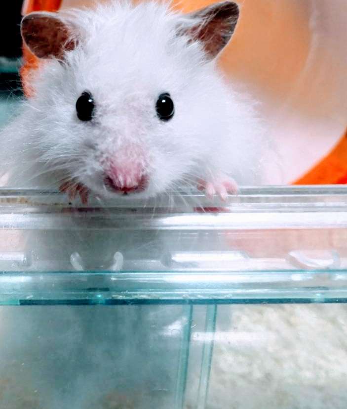 ハムスターが可愛すぎる