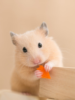 ハムスターが可愛すぎる