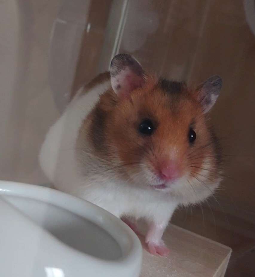 ハムスターが可愛すぎる