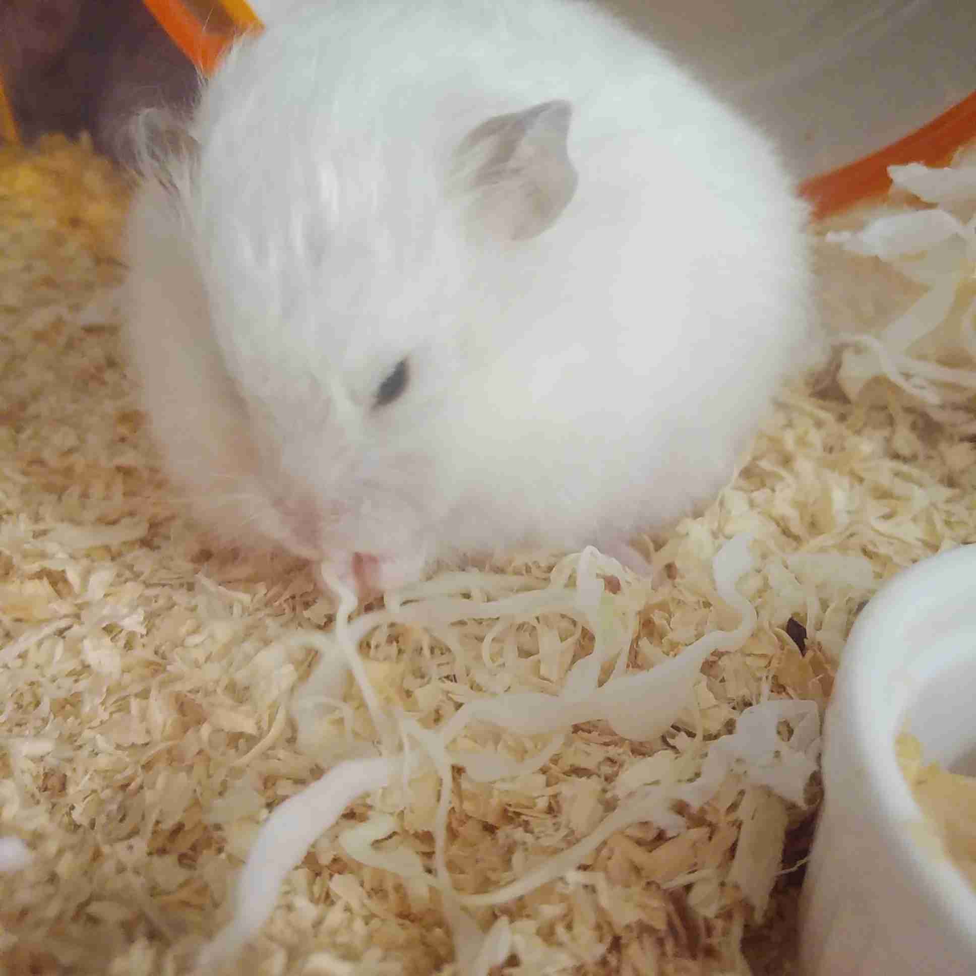 ハムスターが可愛すぎる