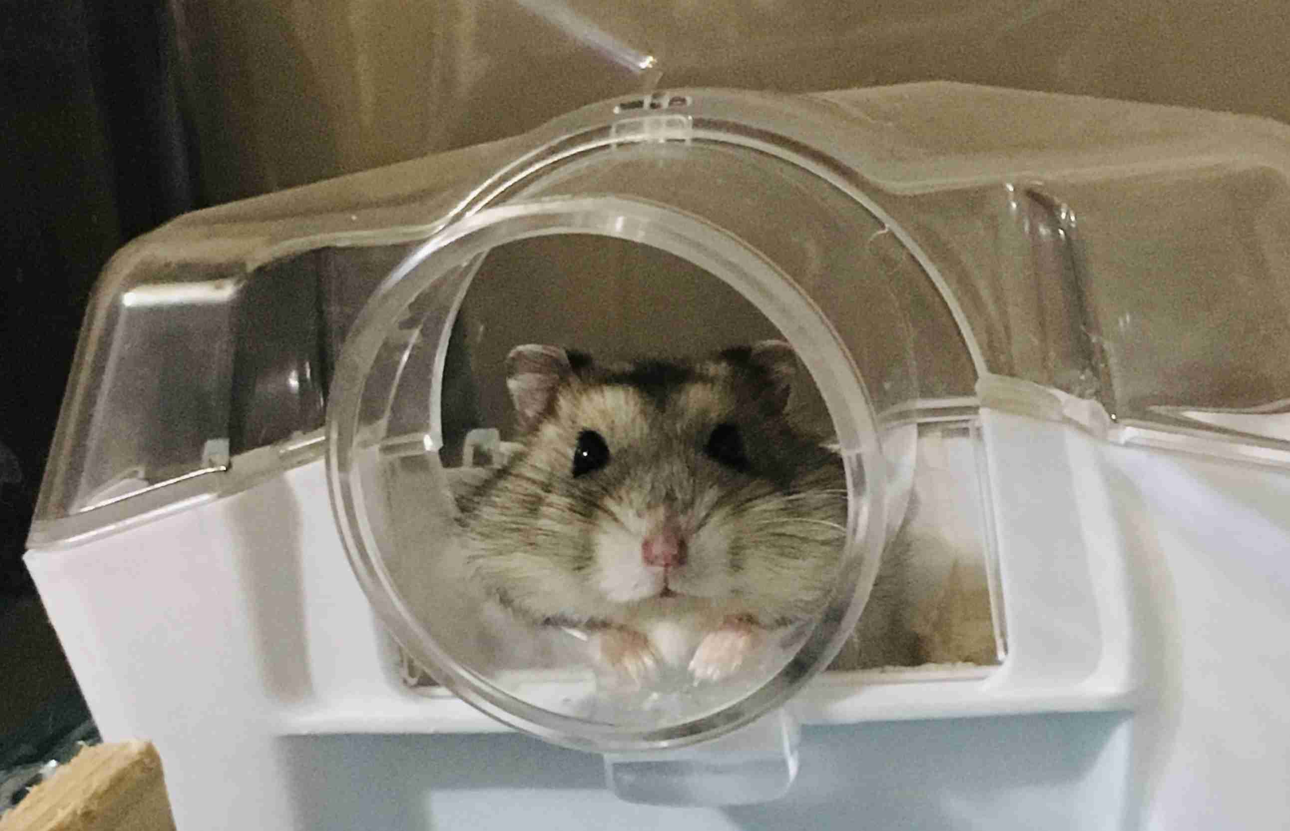 ハムスターが可愛すぎる