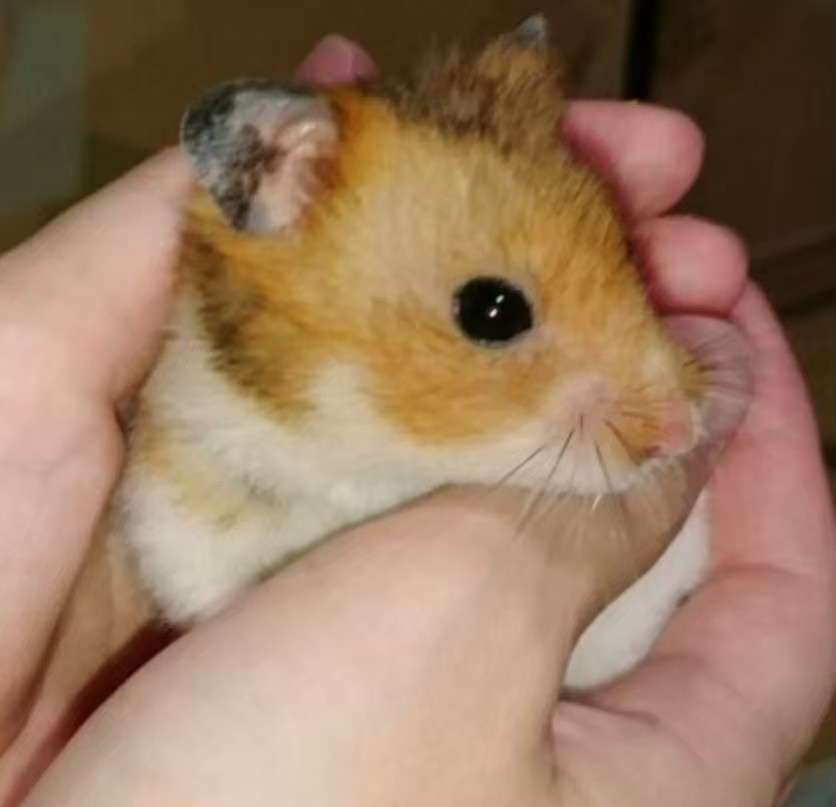 ハムスターが可愛すぎる