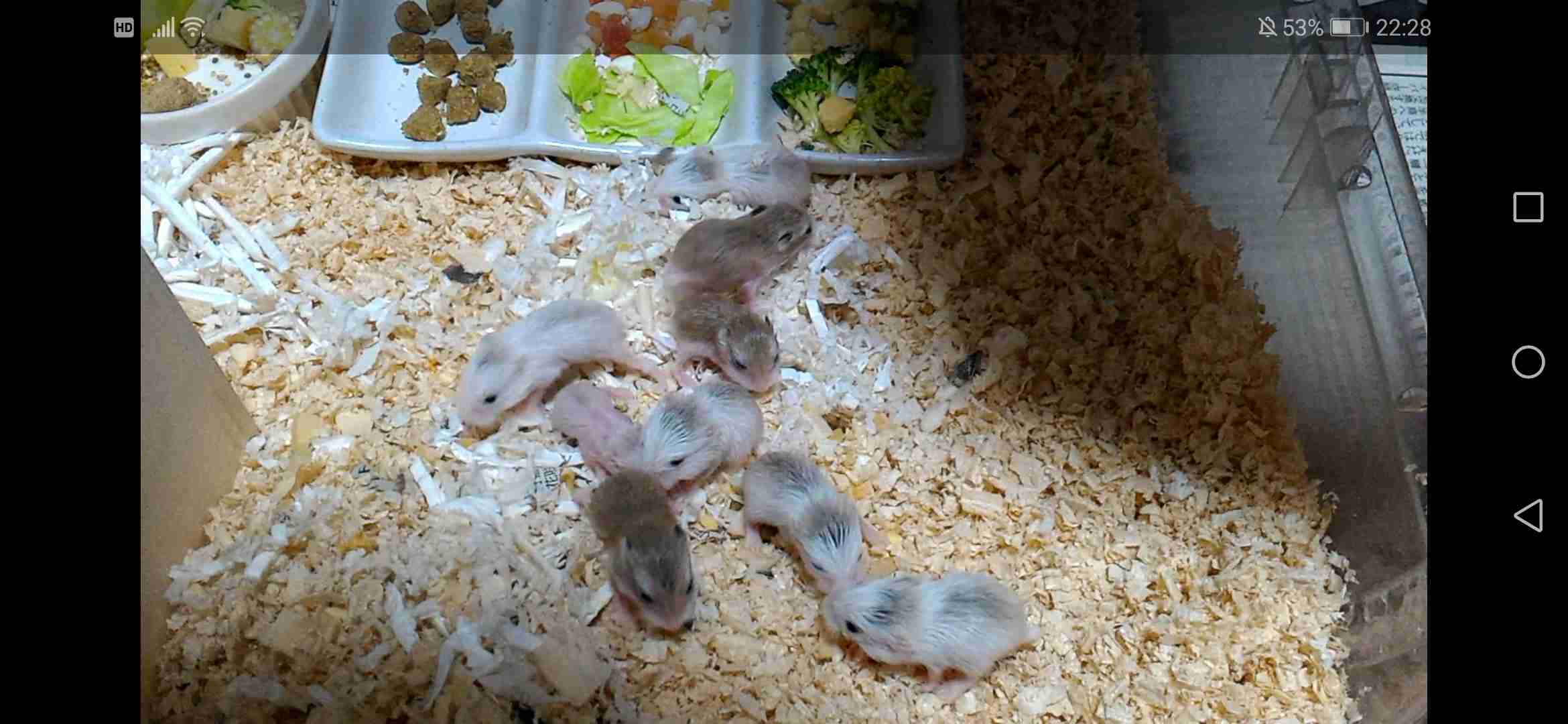 ハムスターが可愛すぎる