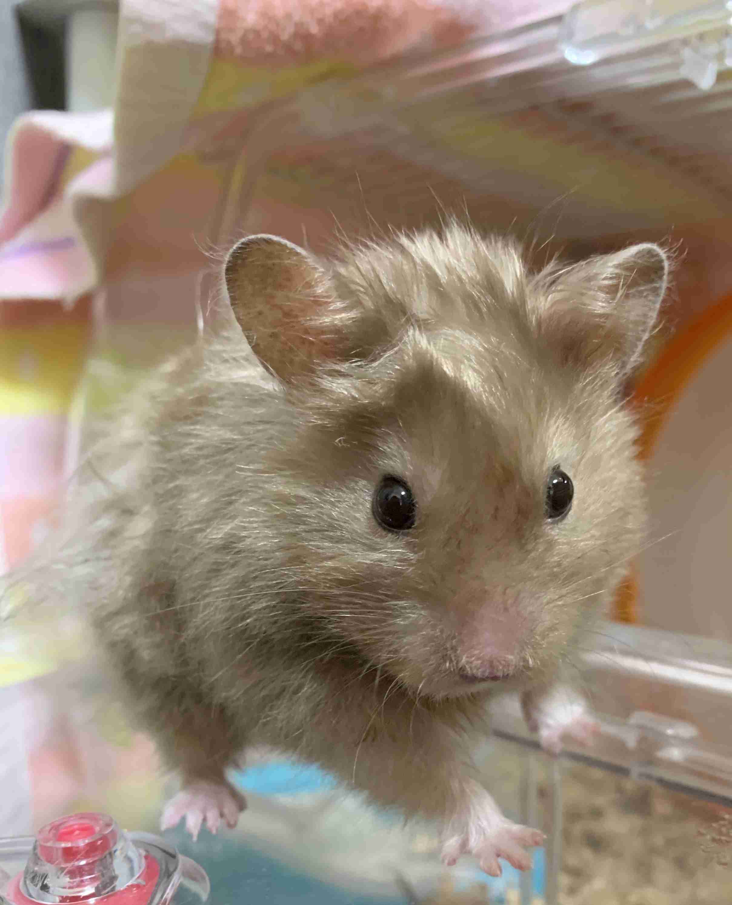 ハムスターが可愛すぎる