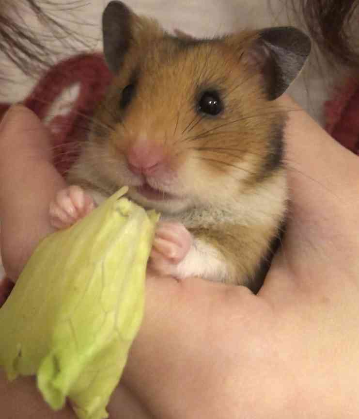 ハムスターが可愛すぎる