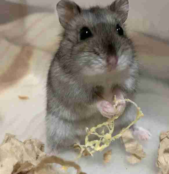 ハムスターが可愛すぎる