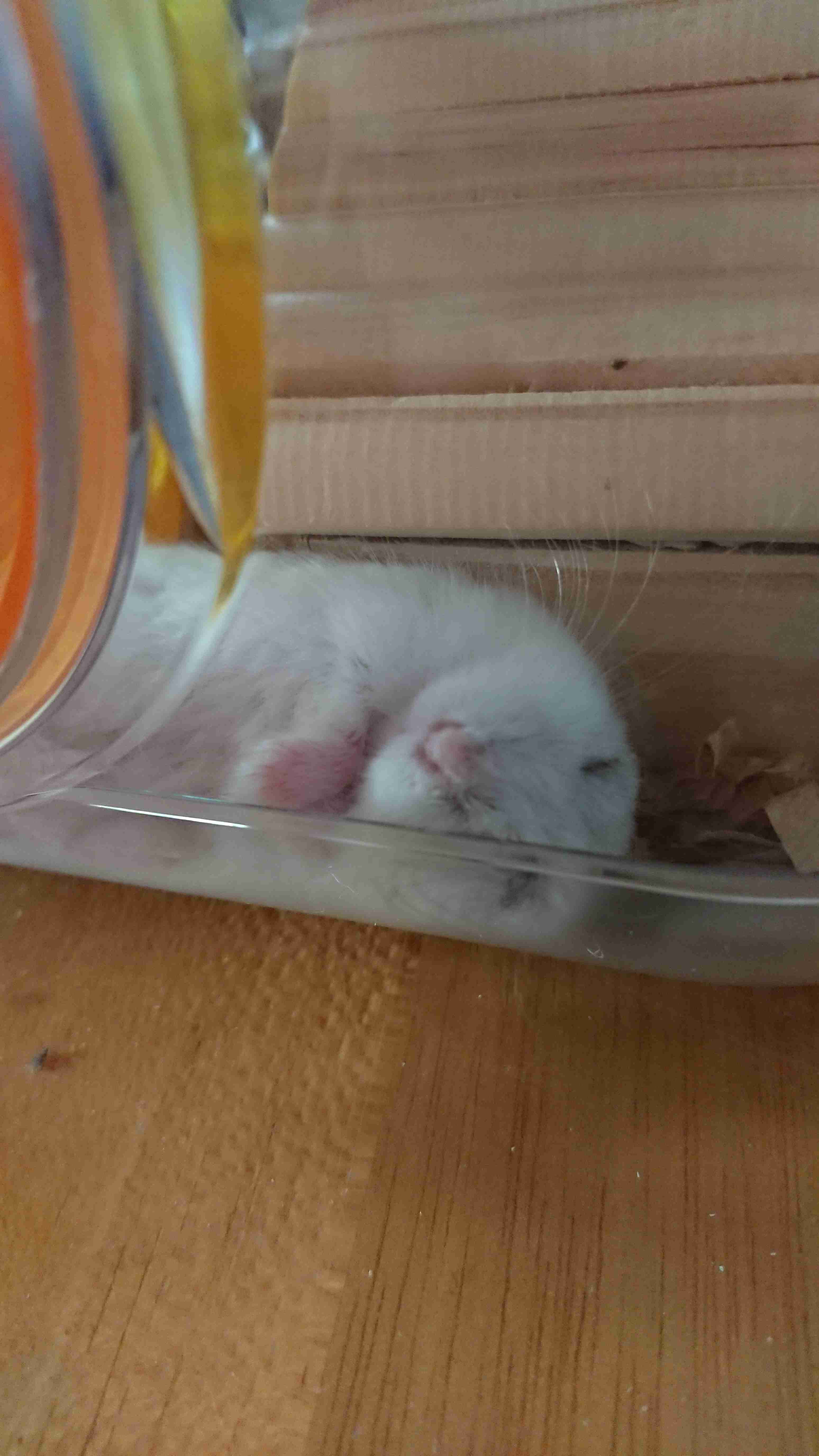 ハムスターが可愛すぎる