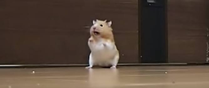 ハムスターが可愛すぎる