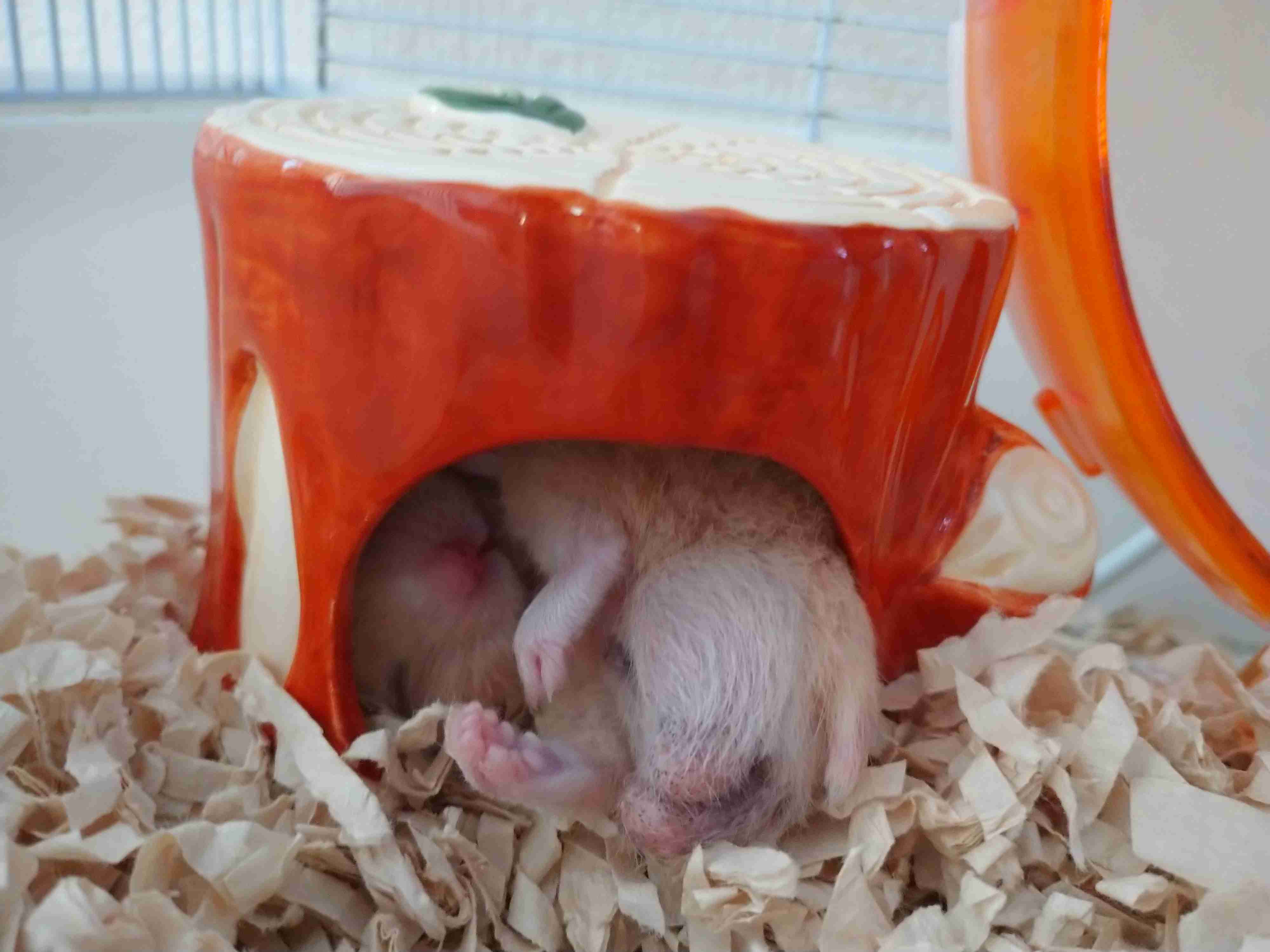 ハムスターが可愛すぎる