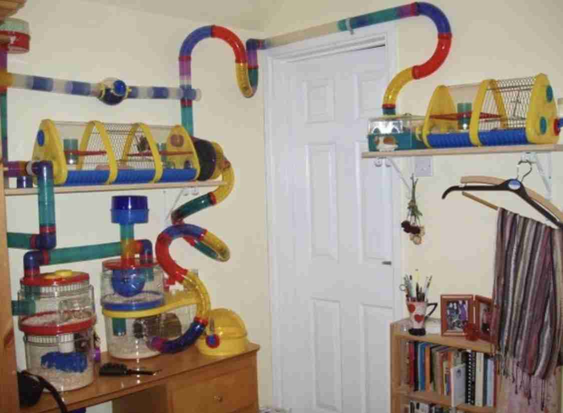 ハムスターが可愛すぎる