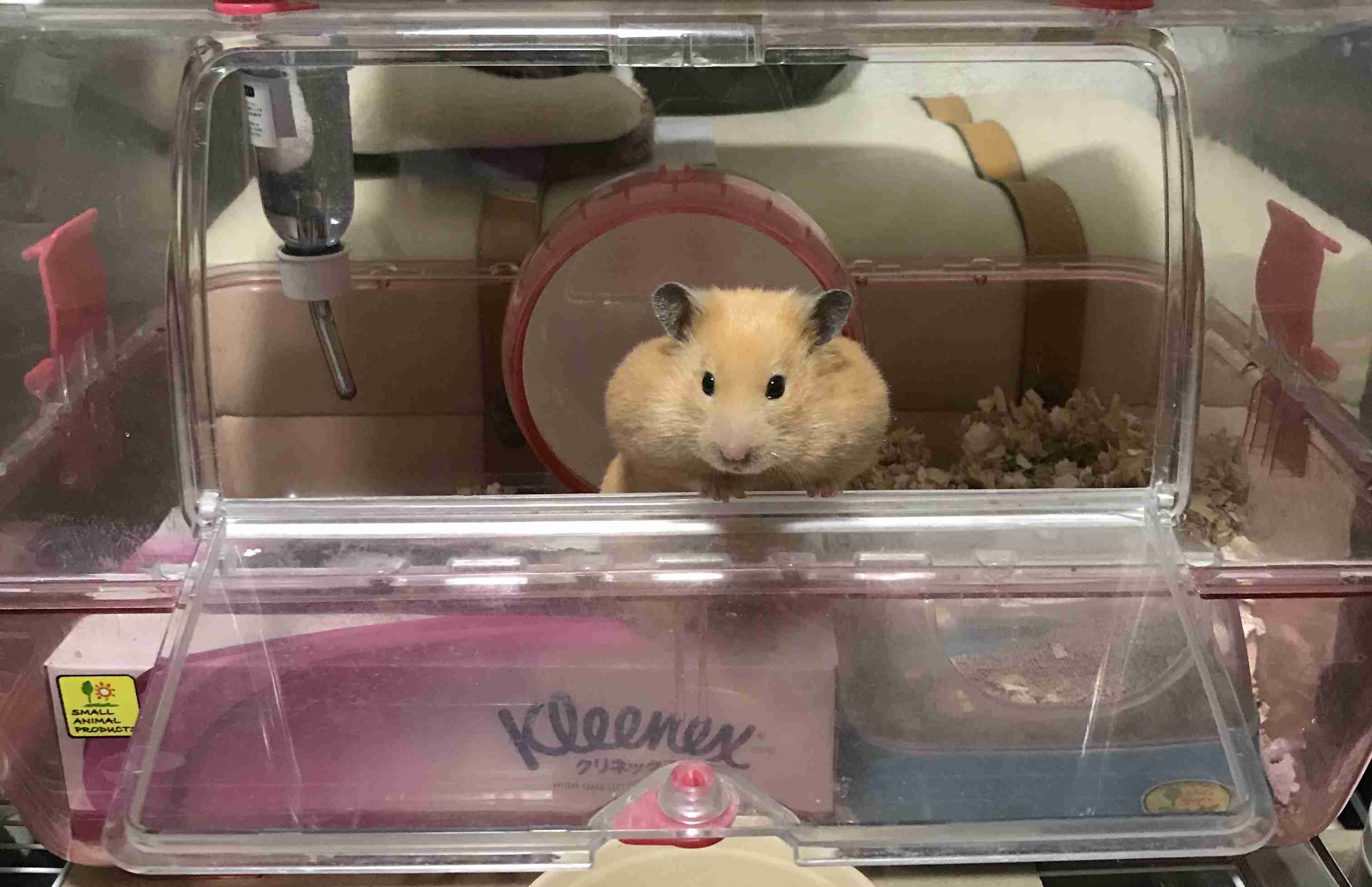 ハムスターが可愛すぎる