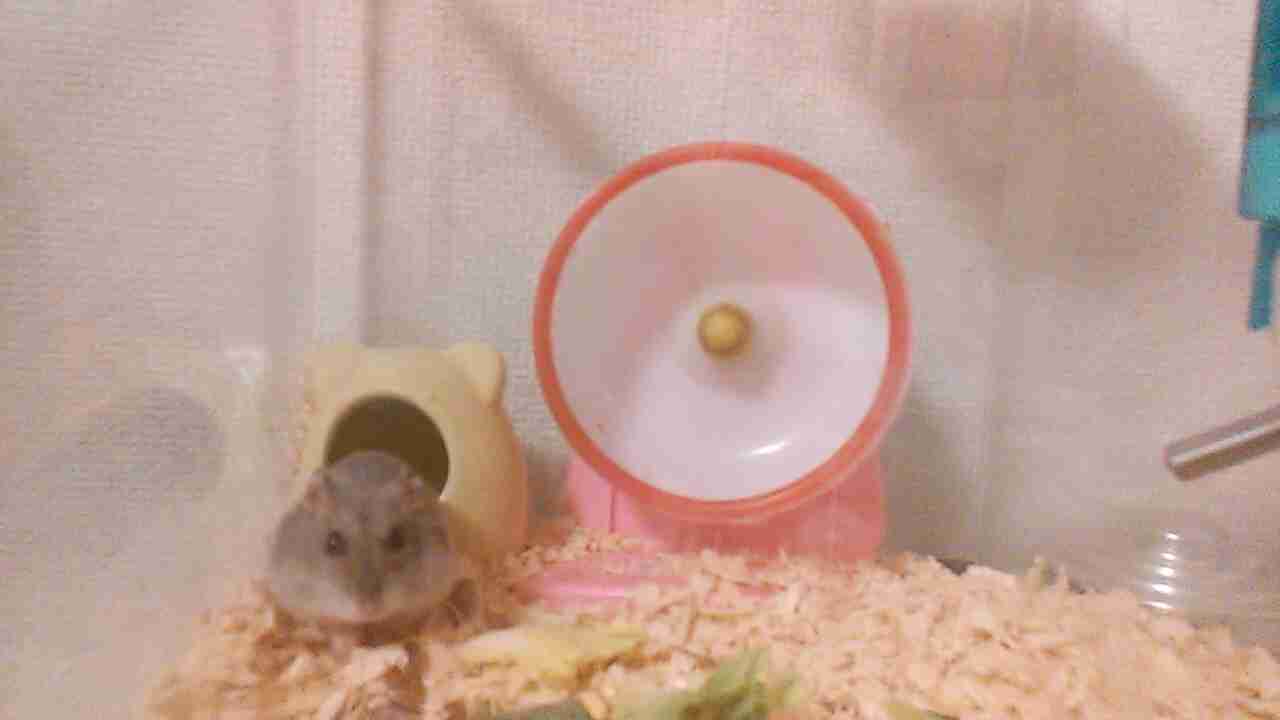 ハムスターが可愛すぎる