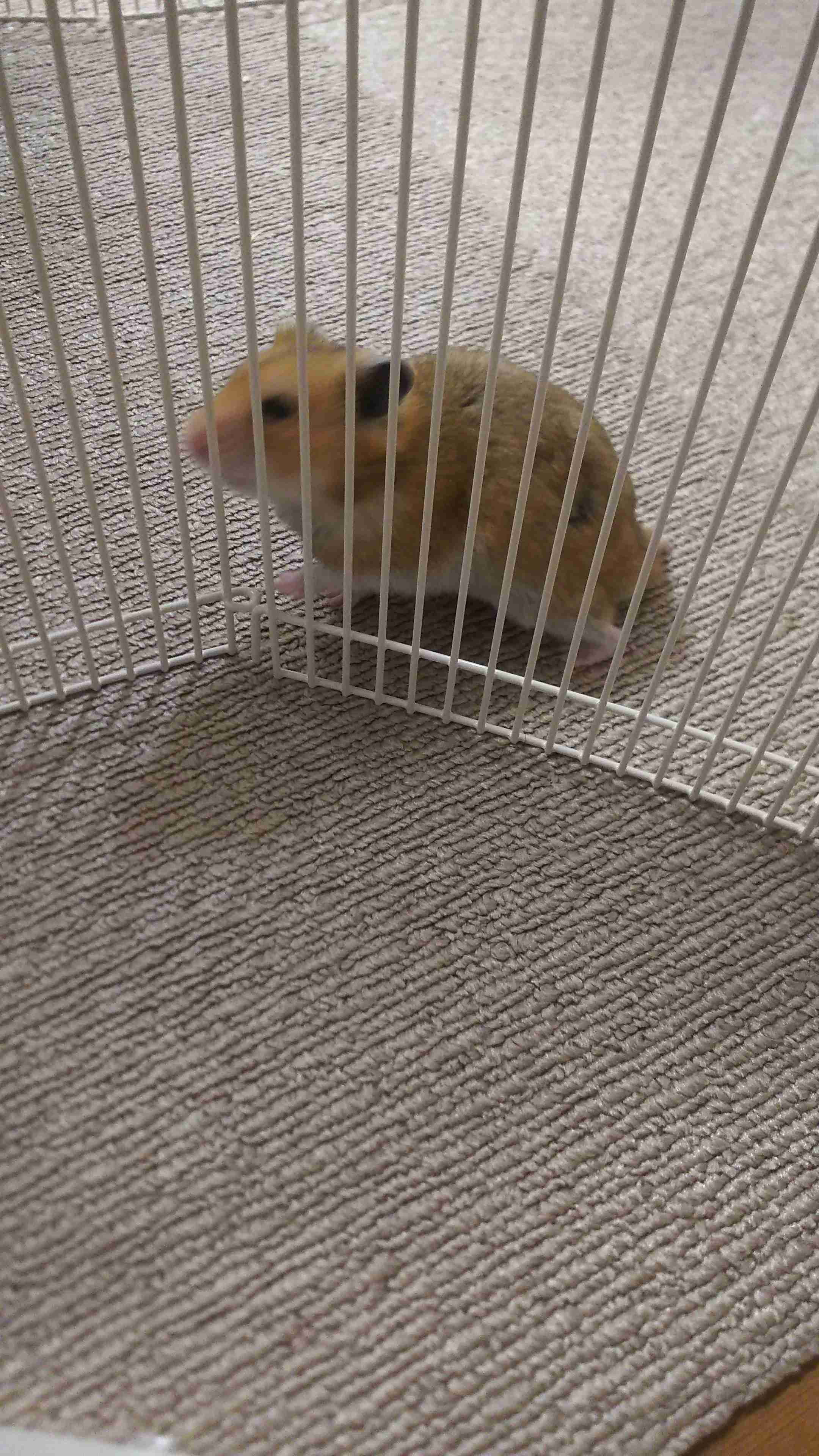 ハムスターが可愛すぎる