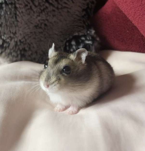 ハムスターが可愛すぎる