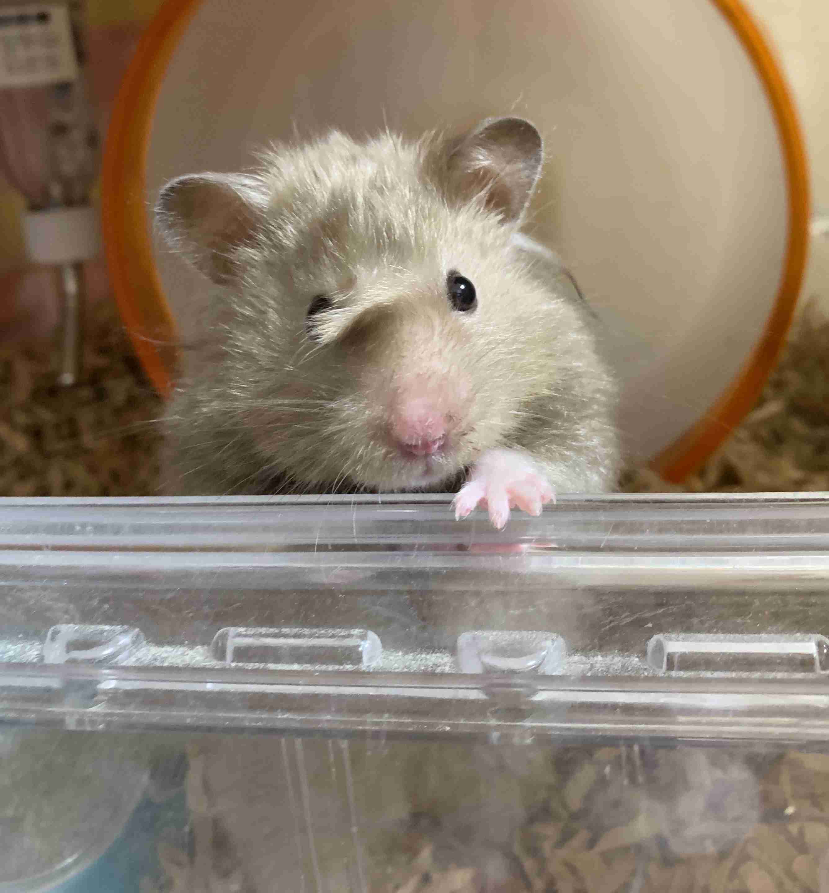 ハムスターが可愛すぎる