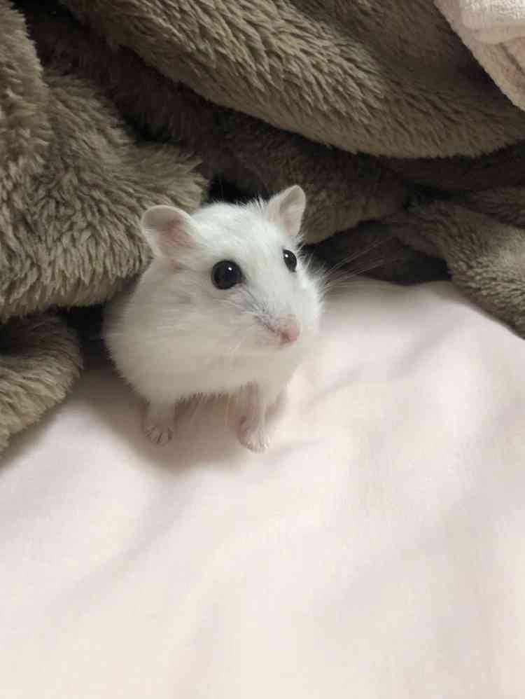 ハムスターが可愛すぎる