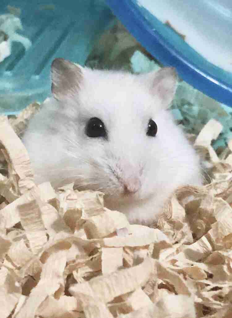 ハムスターが可愛すぎる