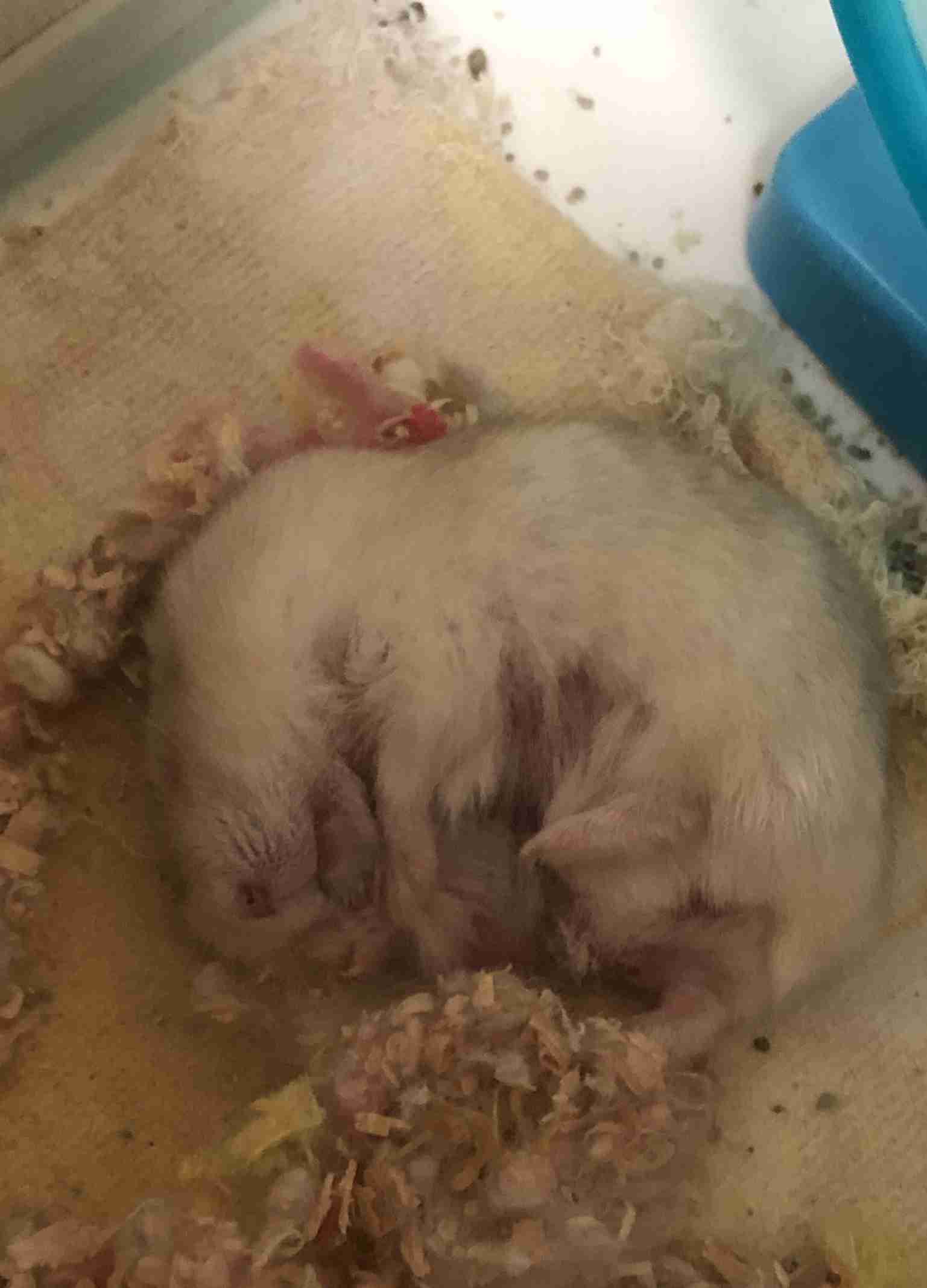 ハムスターが可愛すぎる