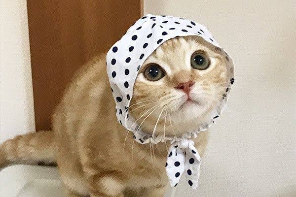 ガルちゃんのおかげでハマったもの