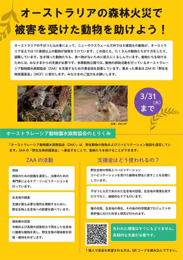 コアラ型せっけん、オーストラリア森林火災で犠牲になった動物のためにLUSHが販売。売り上げは全額寄付