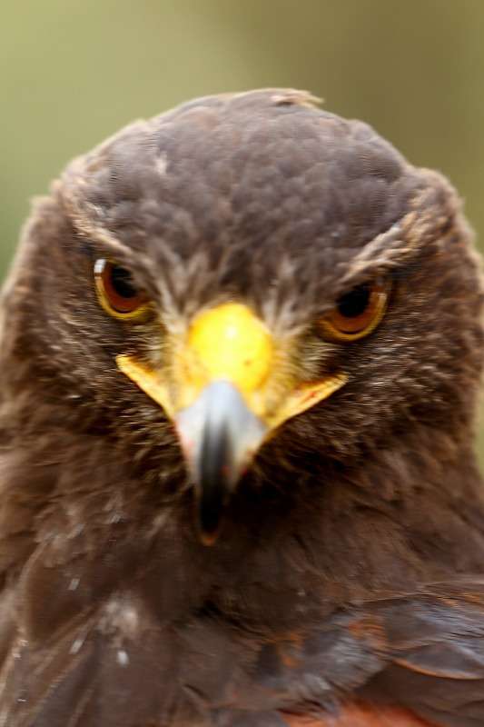 ベランダに鳥が来て困っています