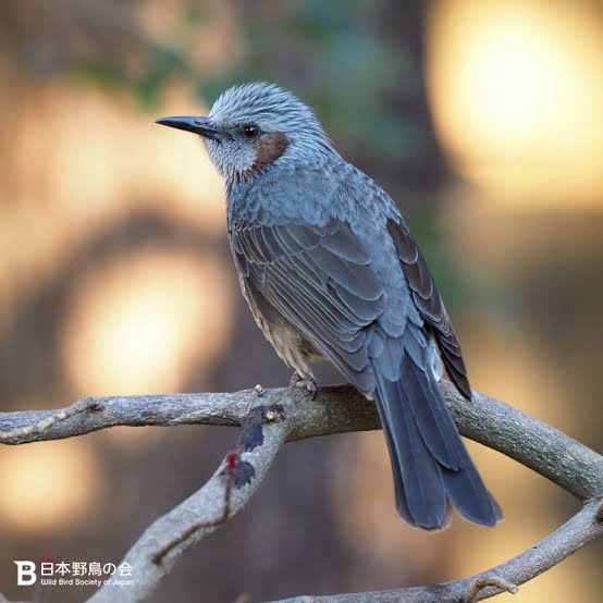 ベランダに鳥が来て困っています