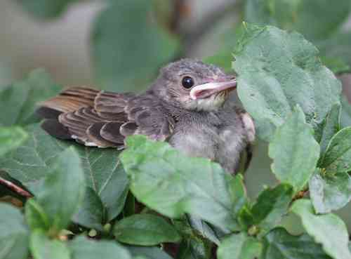 ベランダに鳥が来て困っています