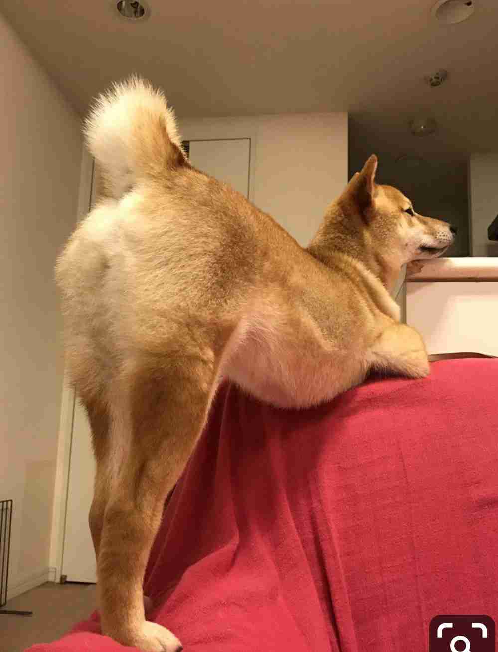 田中みな実、最新グラビアで魅せる絶品美BODY 『smart』異例の2号連続カバーモデルに