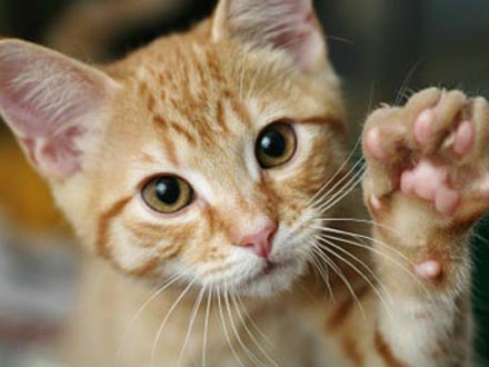 「金髪」「国に帰れ」J1鹿島の育成チームでいじめか、外国人兄弟が提訴