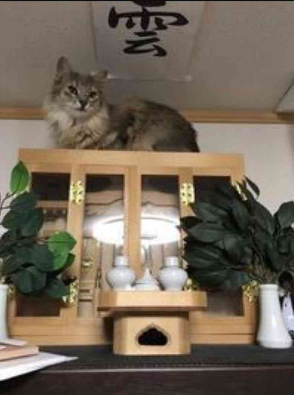 「ネコ好きは無神論者」「神に求めるものをネコで代用している」という研究結果