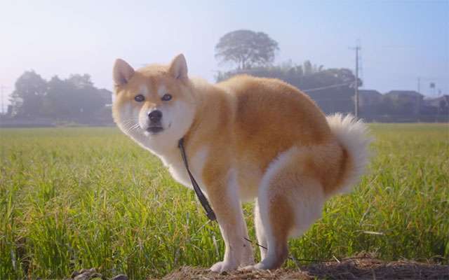 「ネコ好きは無神論者」「神に求めるものをネコで代用している」という研究結果