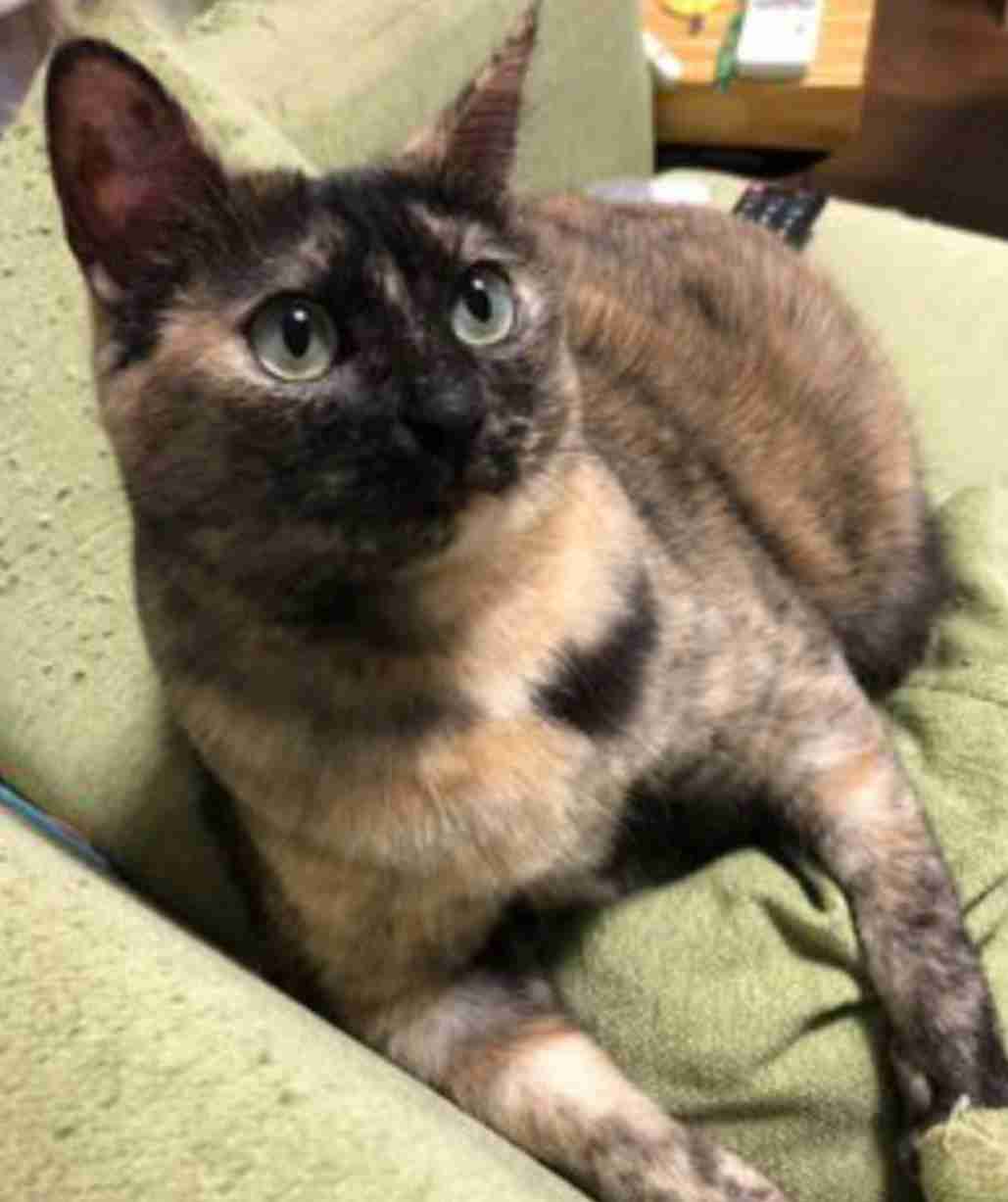 「ネコ好きは無神論者」「神に求めるものをネコで代用している」という研究結果