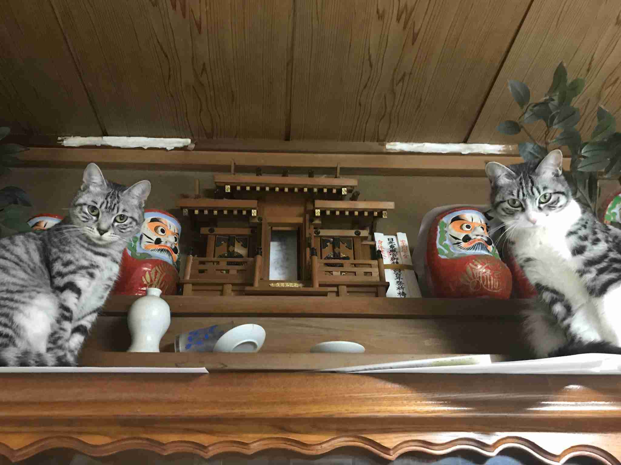 「ネコ好きは無神論者」「神に求めるものをネコで代用している」という研究結果