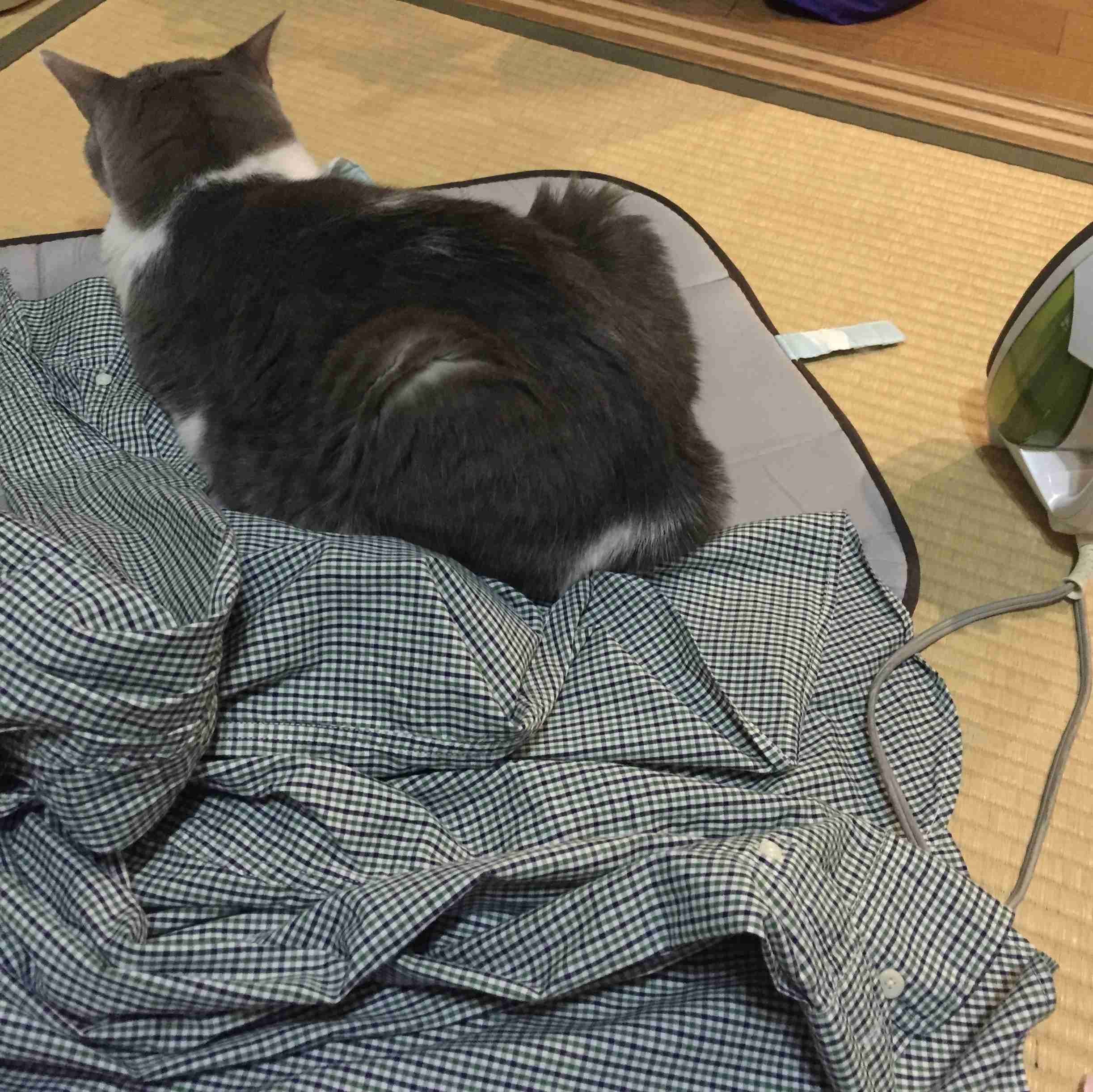 「ネコ好きは無神論者」「神に求めるものをネコで代用している」という研究結果