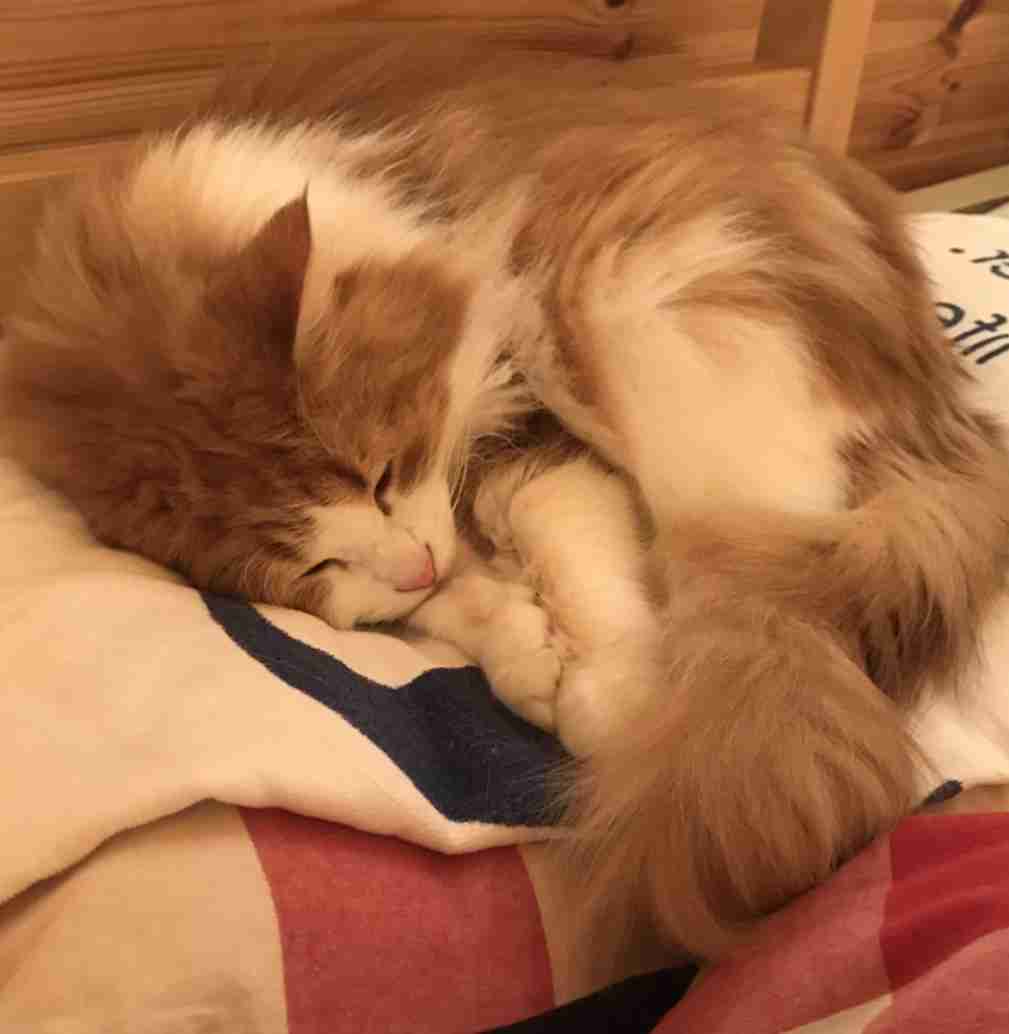 「ネコ好きは無神論者」「神に求めるものをネコで代用している」という研究結果